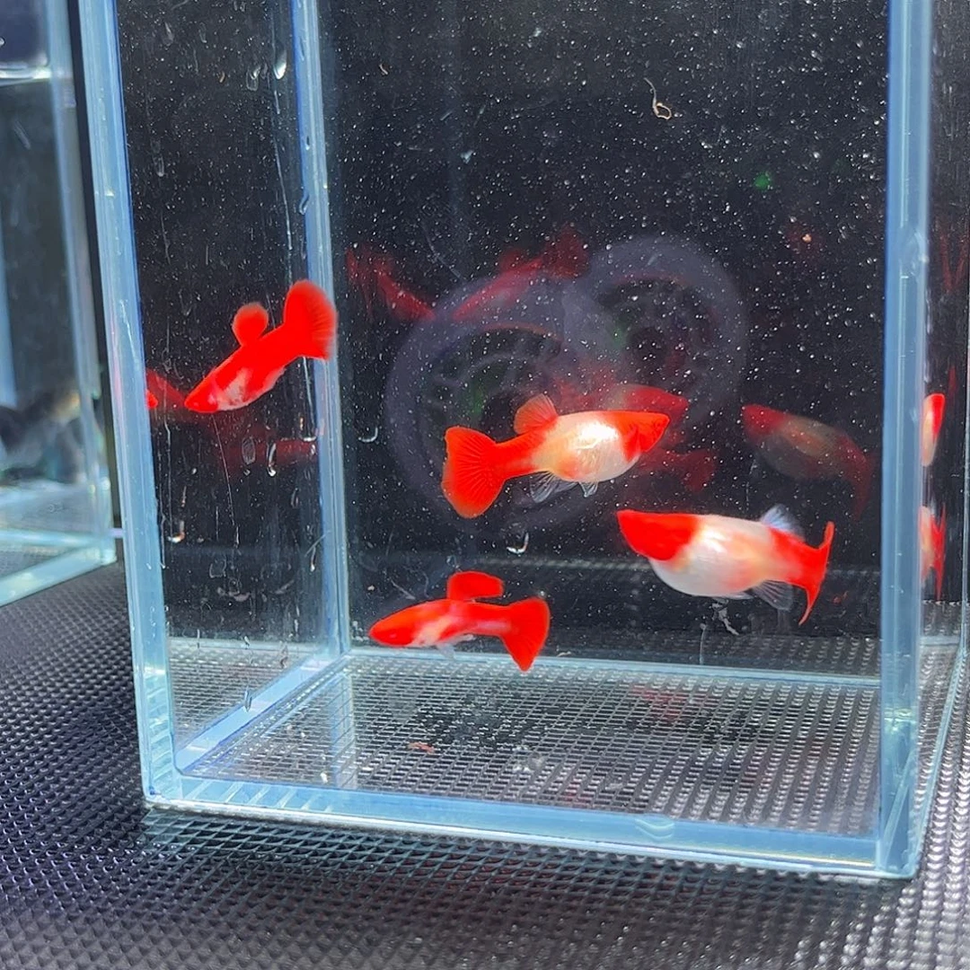 孔雀鱼9号福利大鸿运2对