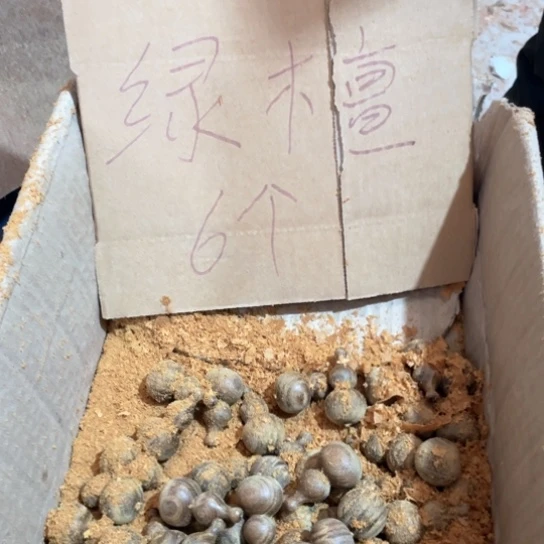 非洲紫檀（红花梨）