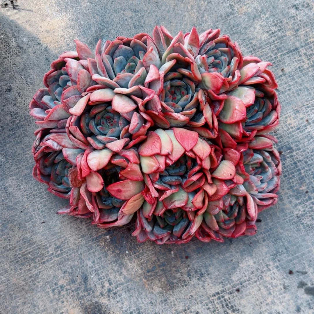 全明星朵朵多肉植物