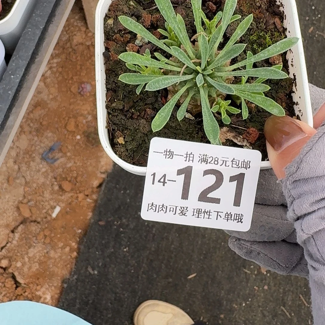 铁甲王无盆土发货