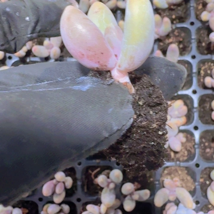 精品红手指两米三颗