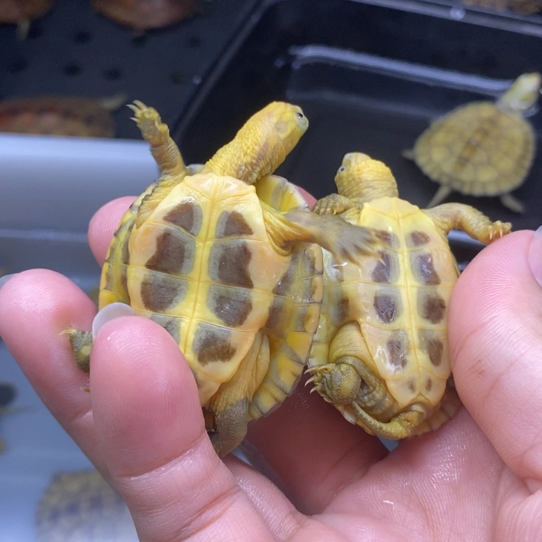 砥***行公宠物龟2cnyvffvfccf