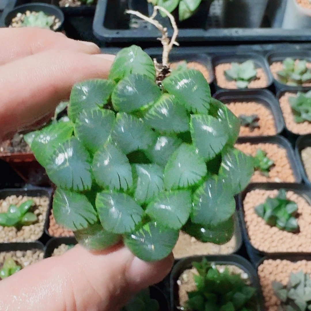 十二卷福利活动裸根冰灯