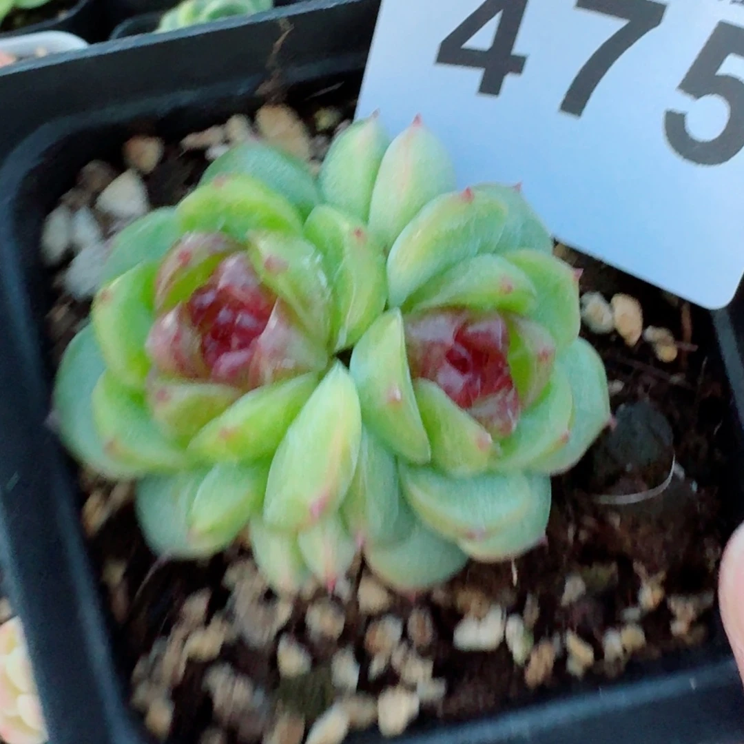 幽灵公主            精美多肉植物