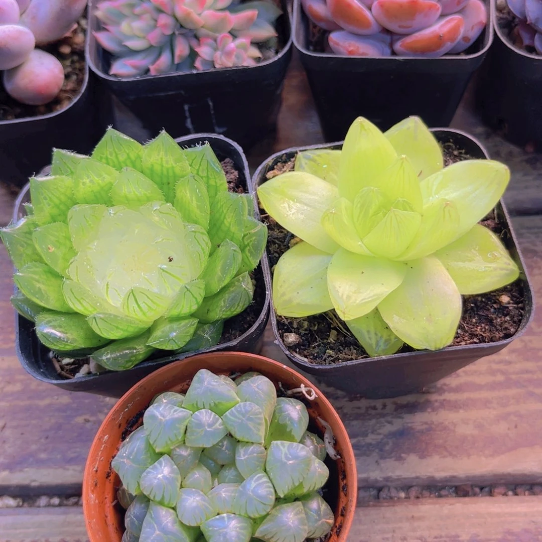 宝莲灯 黄金玉露 姬雨露