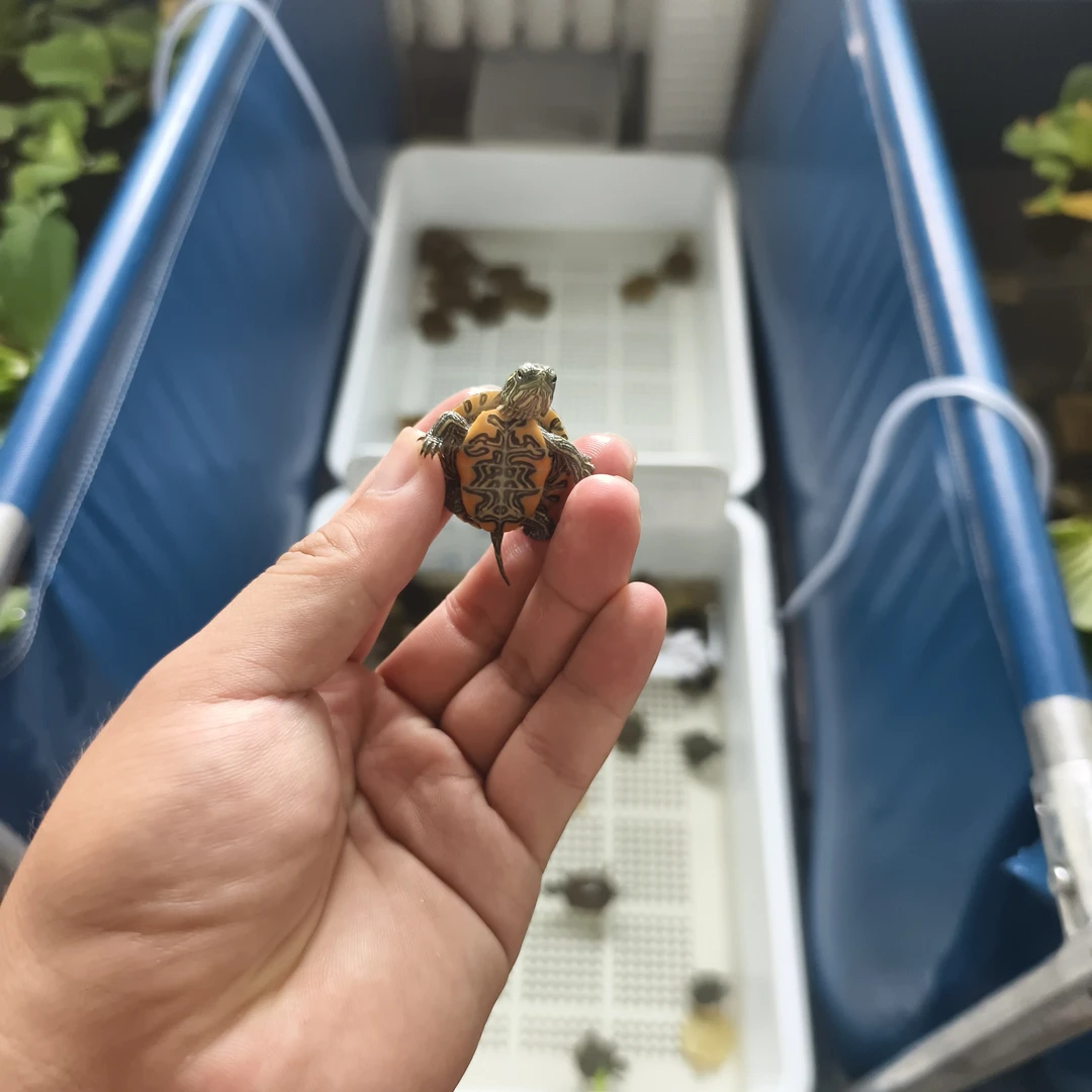 人工养殖半水龟活体观赏龟适合深水饲养的宠物龟