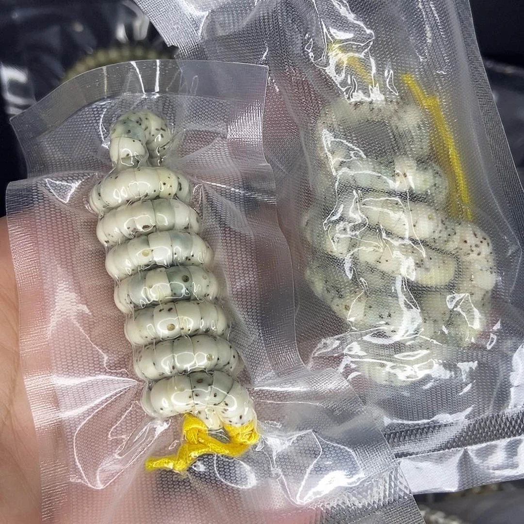 星月菩提手串哎***喂星月