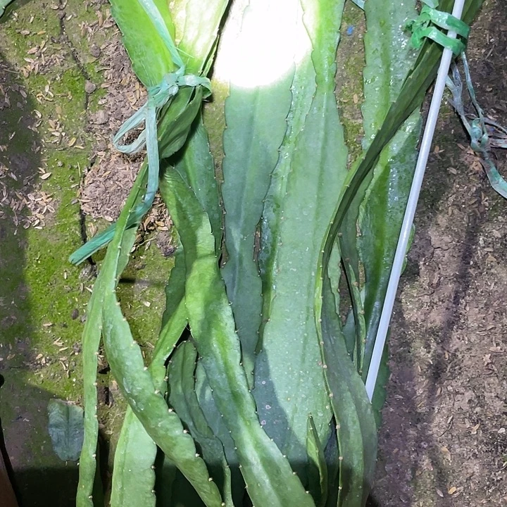 另一件荷花盆栽苗子小粉