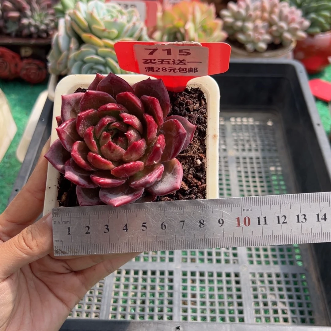 表妹精品多肉植物715.