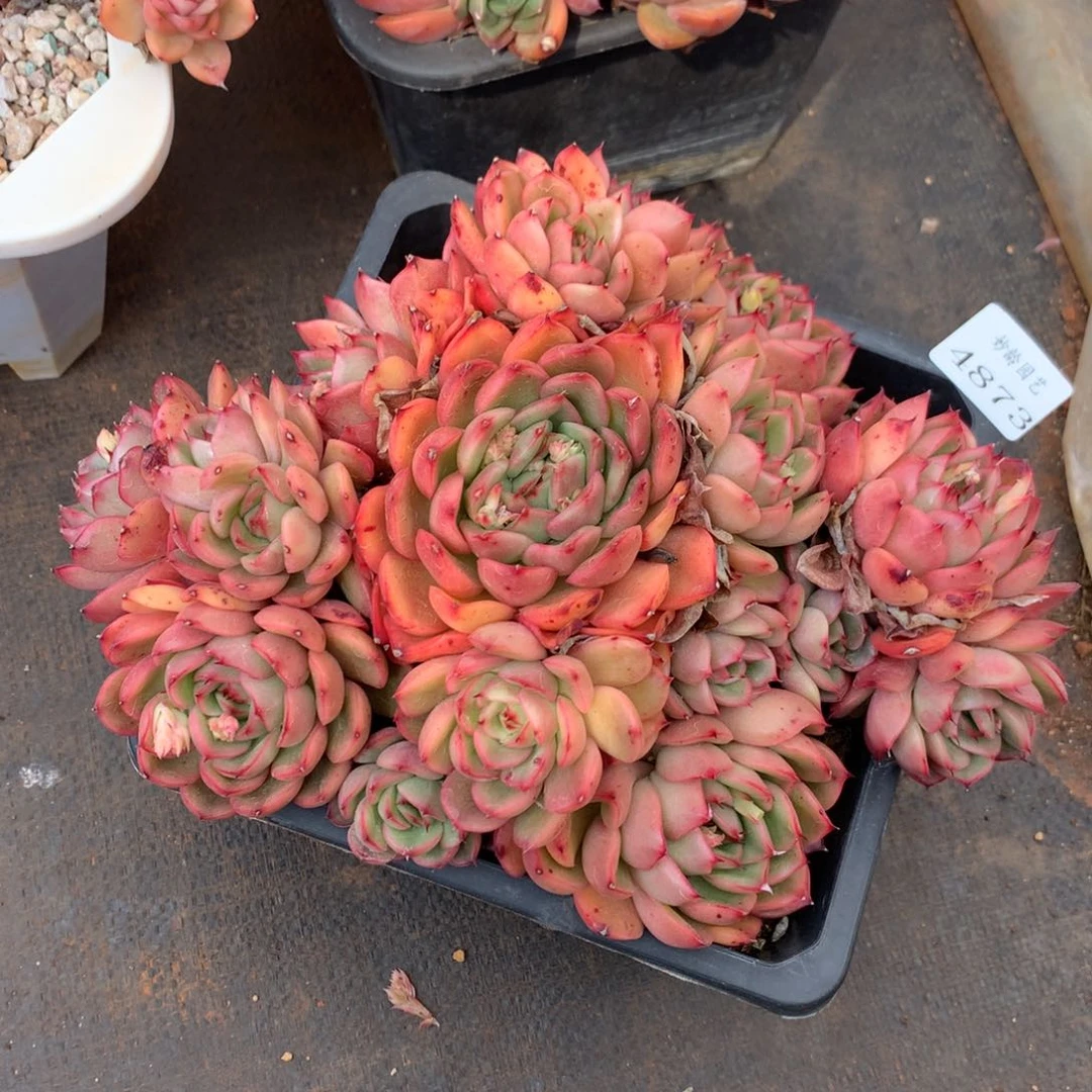 4873杂交精品基地22厘米