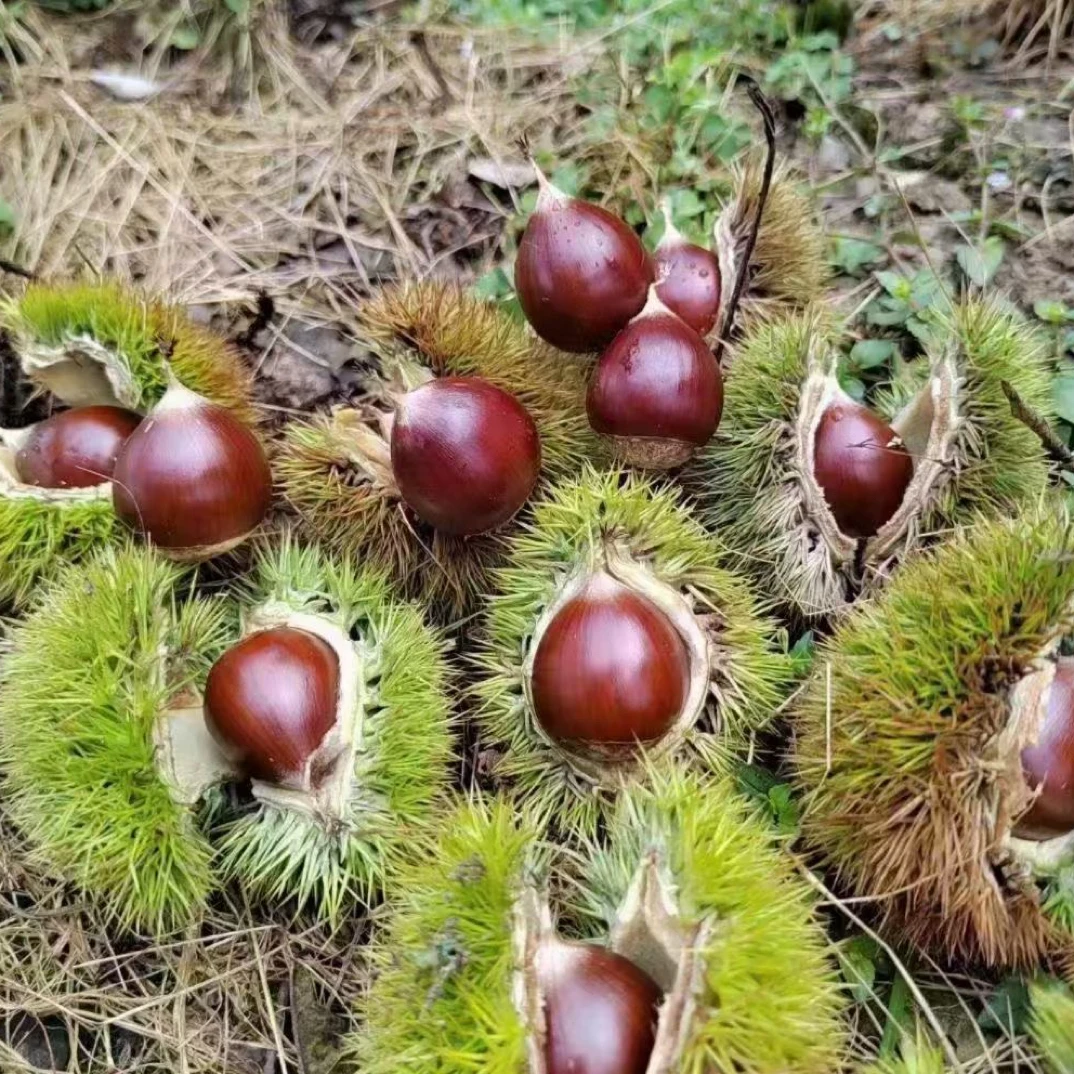 新鲜高山现摘现发正宗建瓯锥栗油栗板栗毛栗子