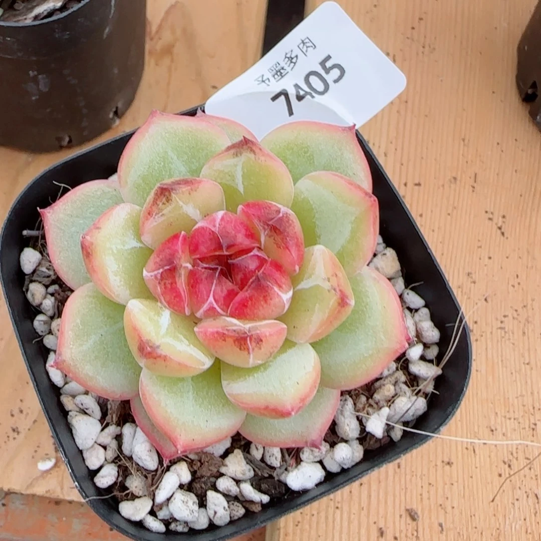 新品，乌云，7405多肉植物