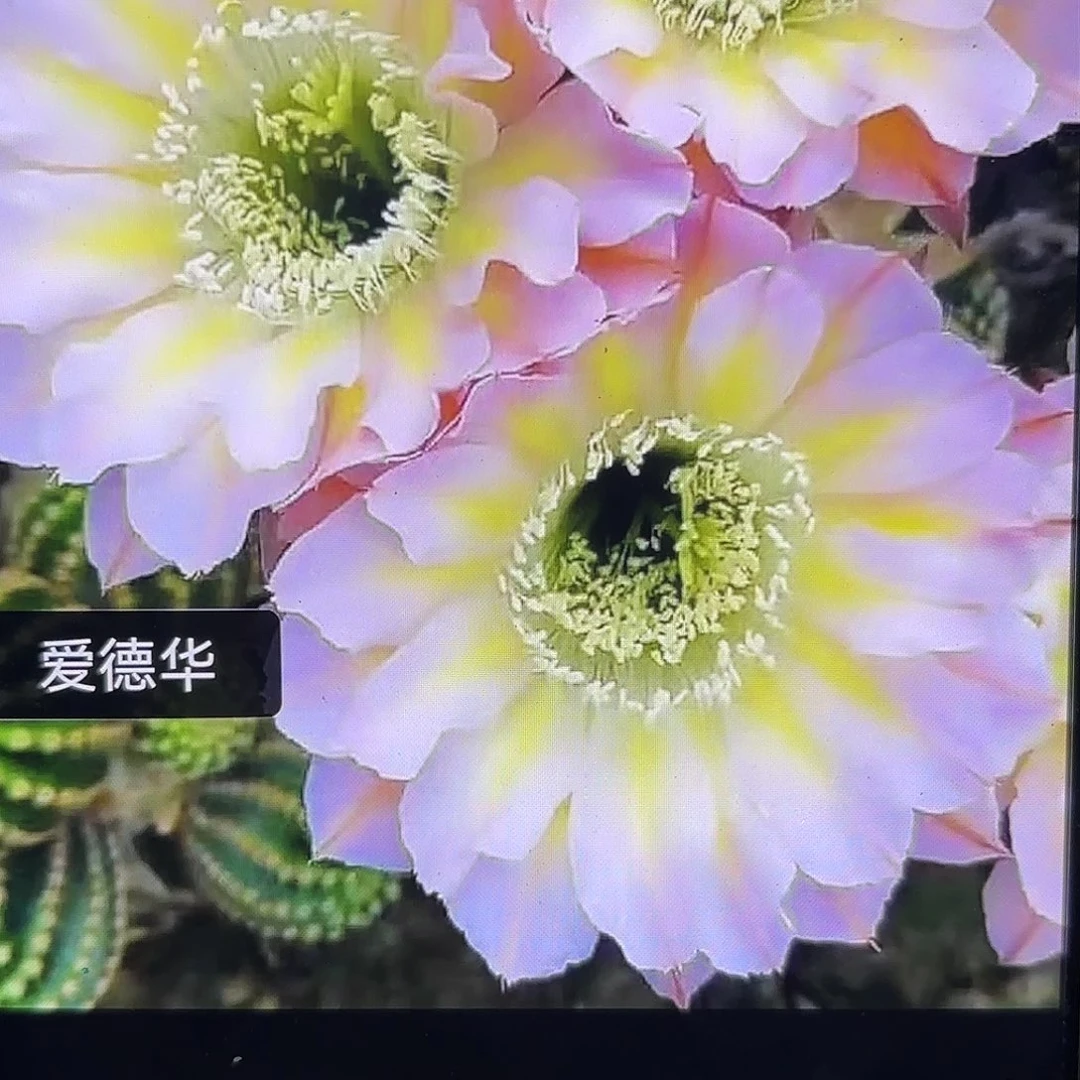 爱德华彩侧牙20包邮13