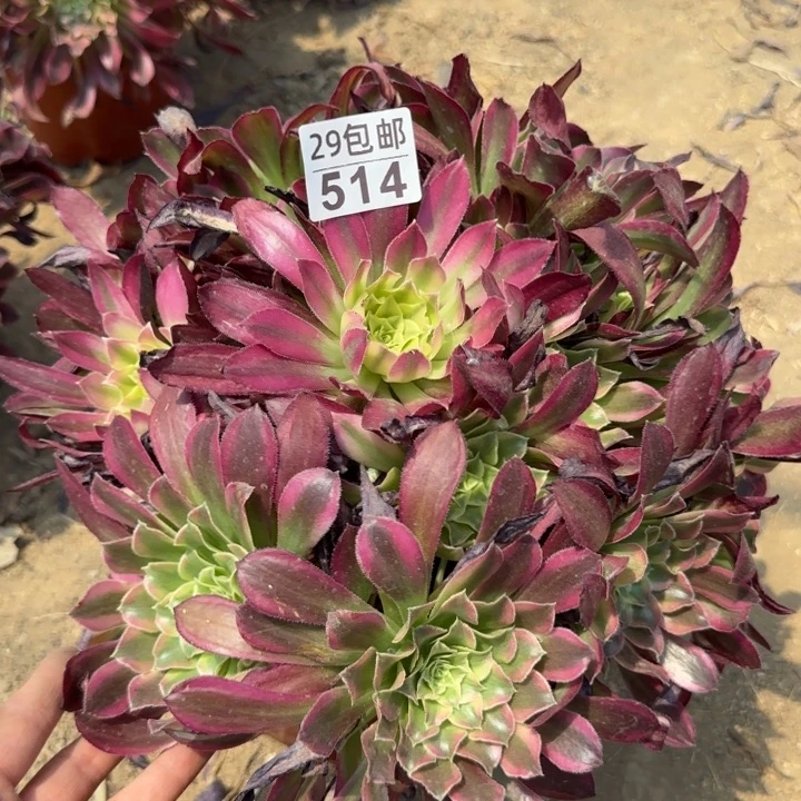 天河……多肉植物……