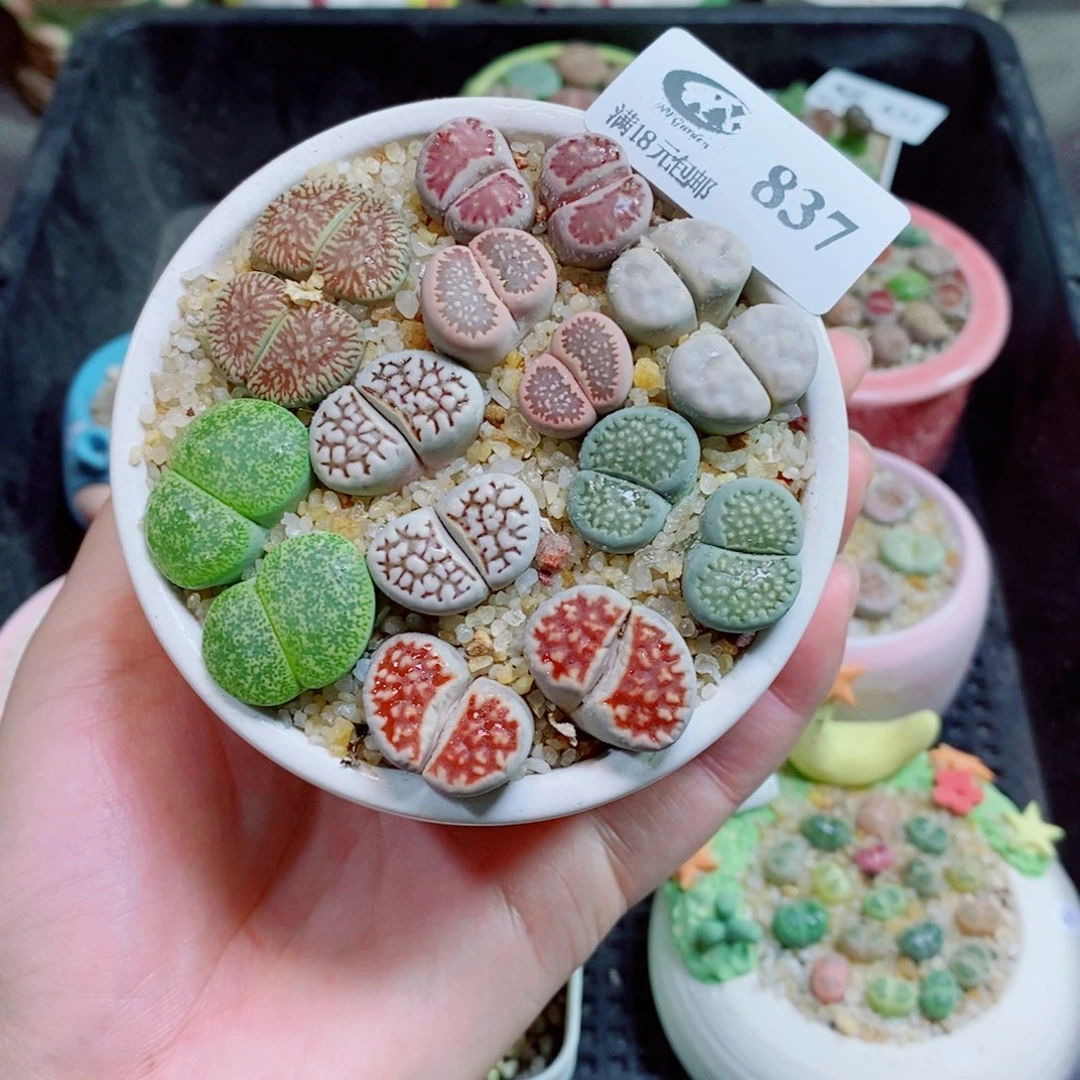 生石花花花花花837
