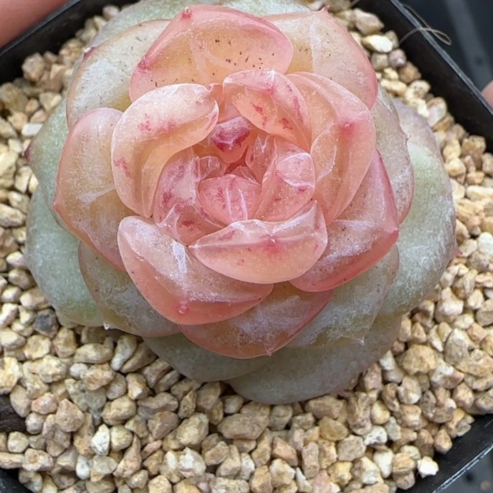 296号朗月晗雨多肉