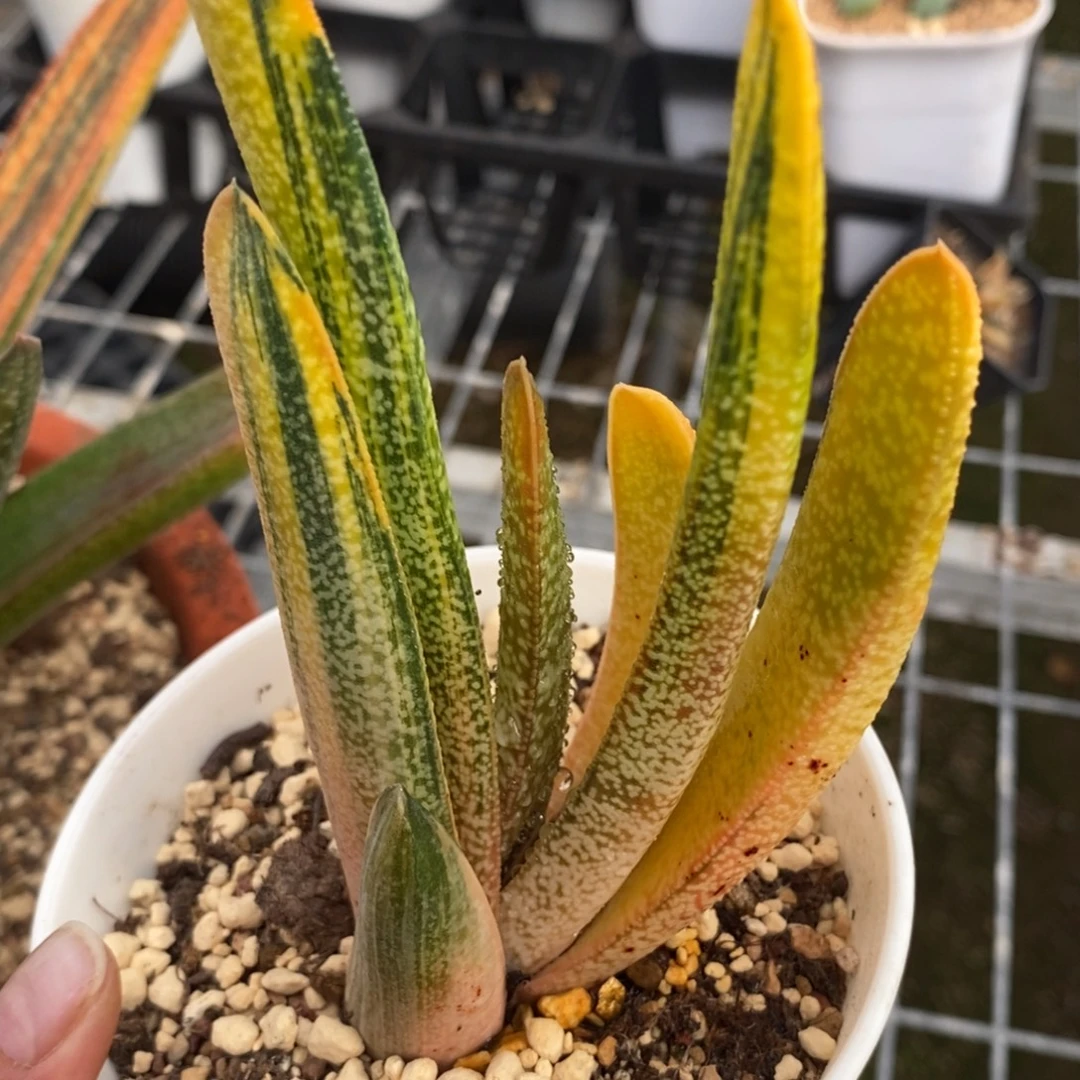 681实生旋转卧牛寿锦