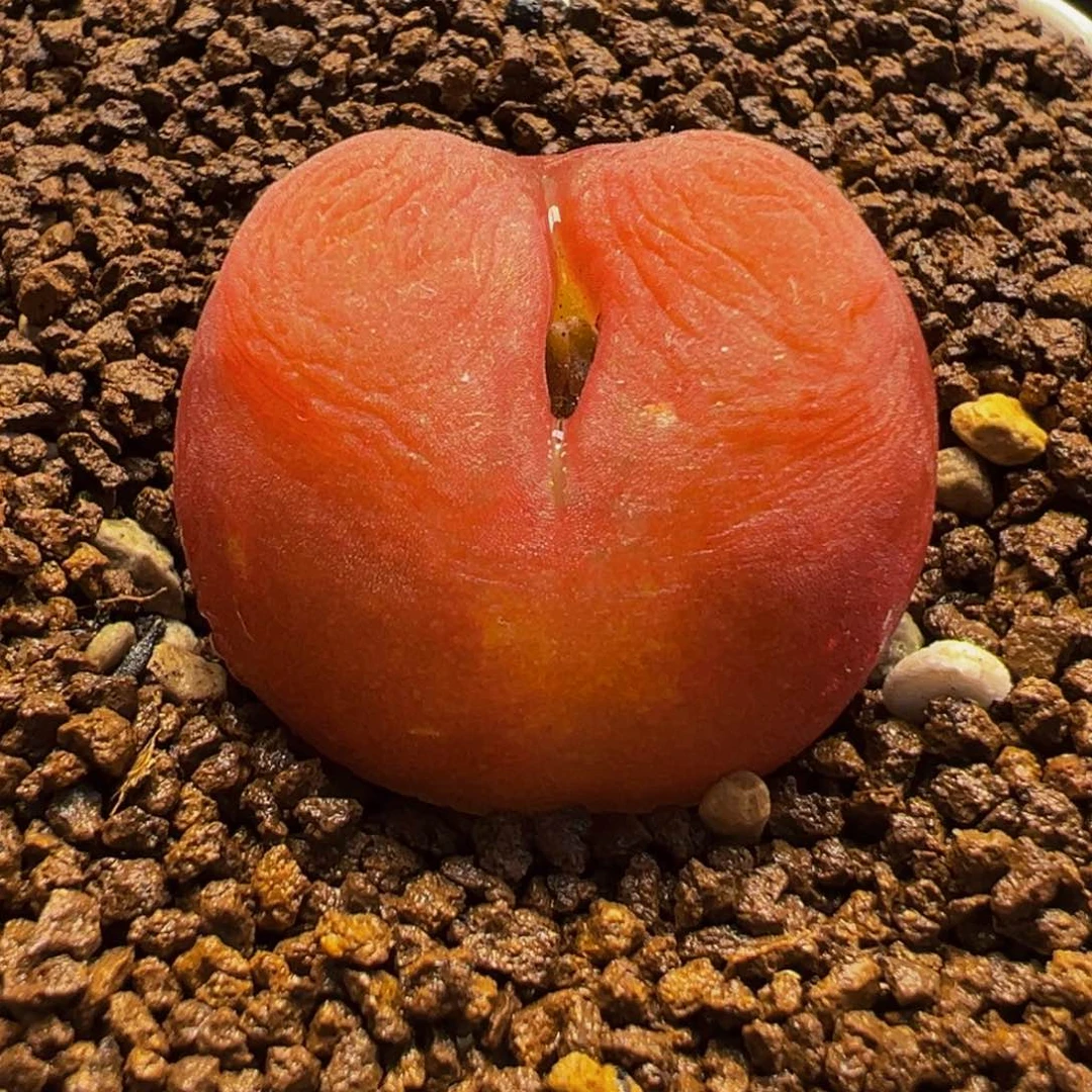 年***^水蜜桃多肉植物盆栽栽培