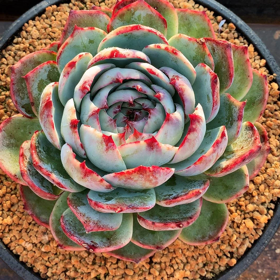 繁*惊鸿仙子一物一拍