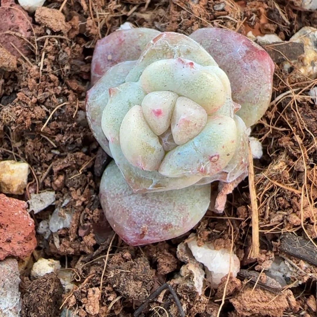 小卡拉米糖心一物一拍