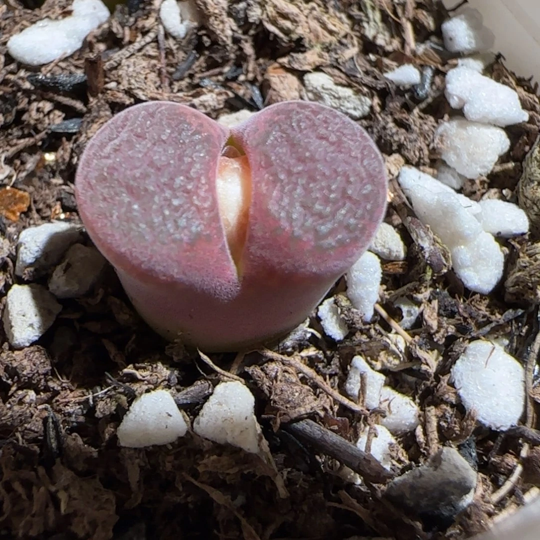 肉锥多肉植物组合-流沙913