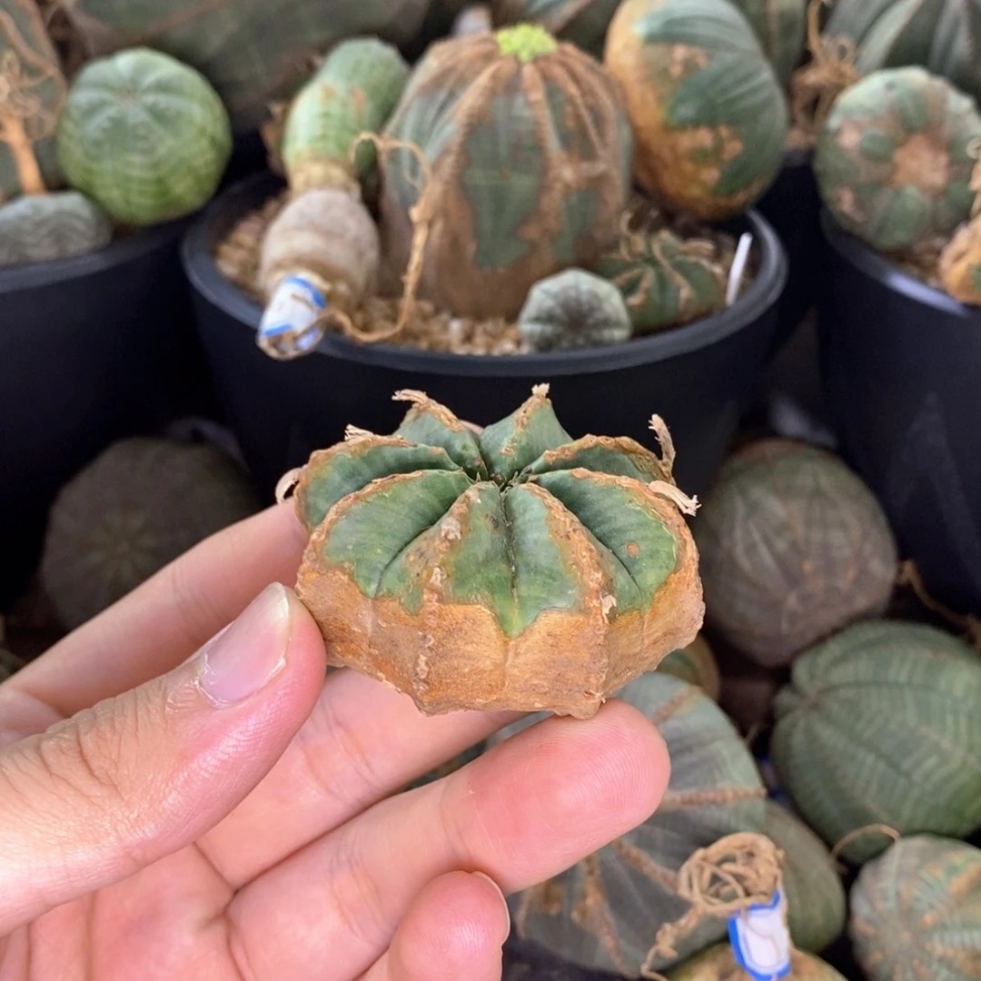 37原产地法利达大戟科多肉植物