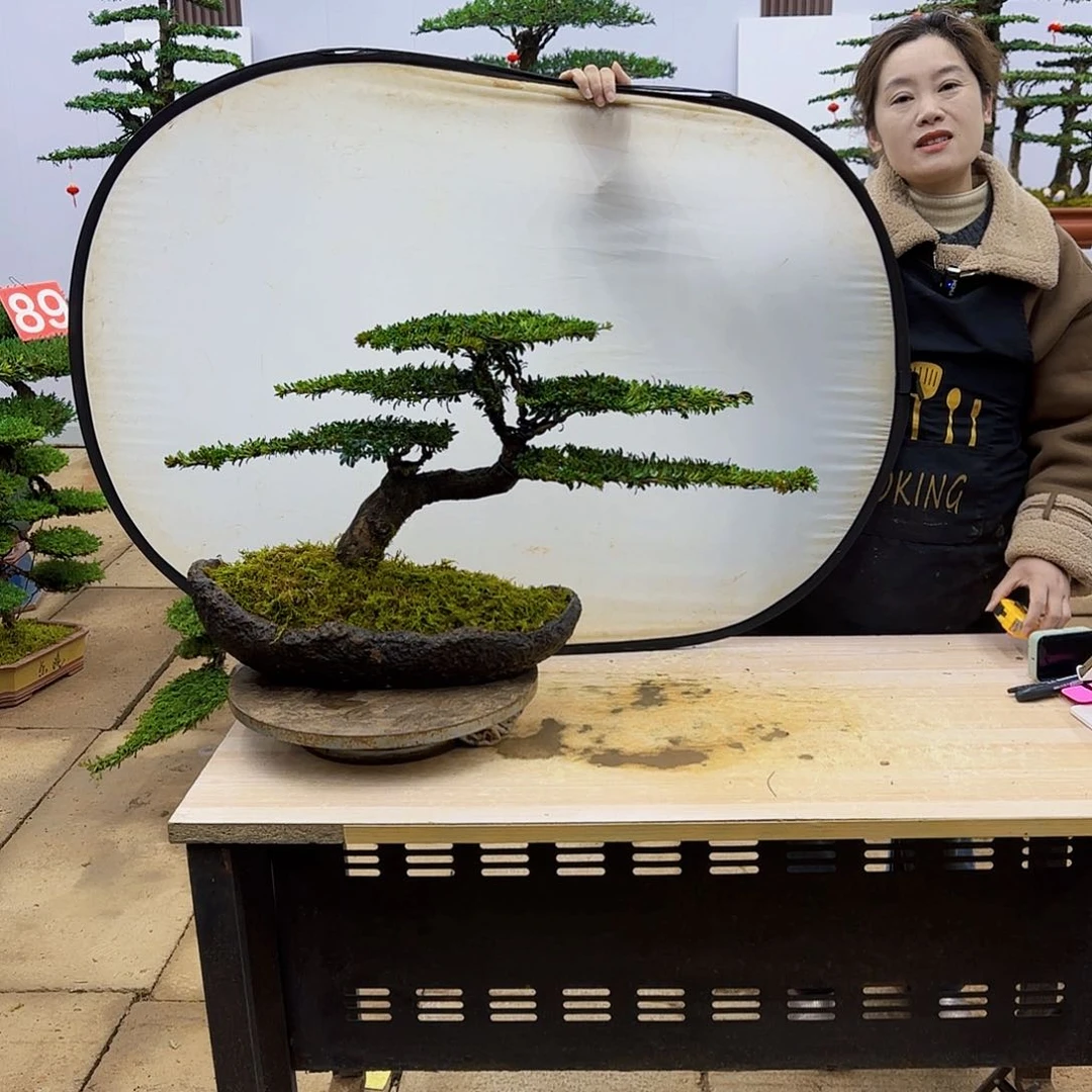 盆景直播间一物一拍你**珂