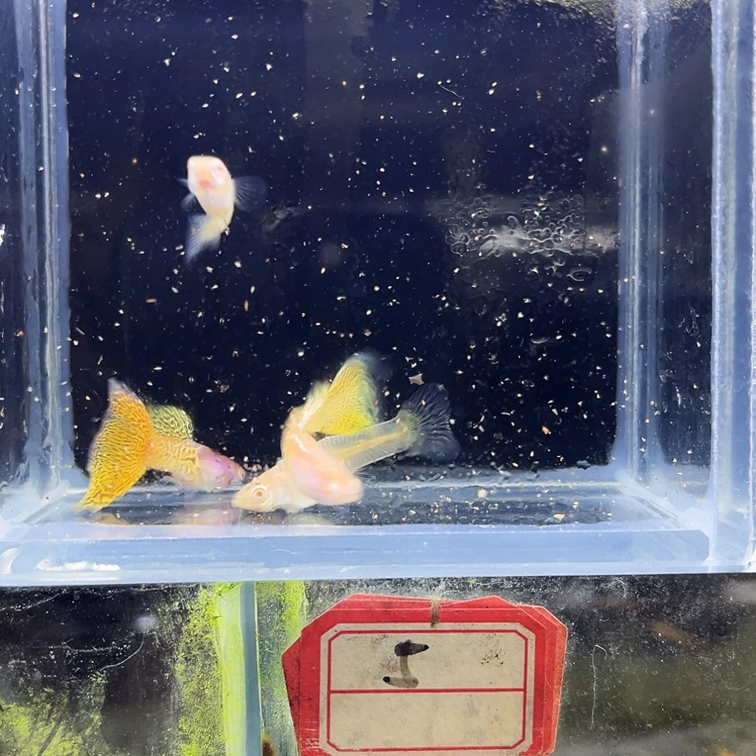 孔雀鱼金属黄蕾丝白子