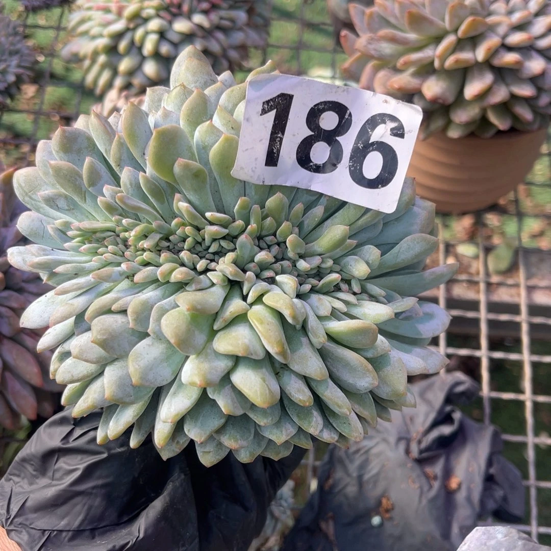 星***漫186高478888080000