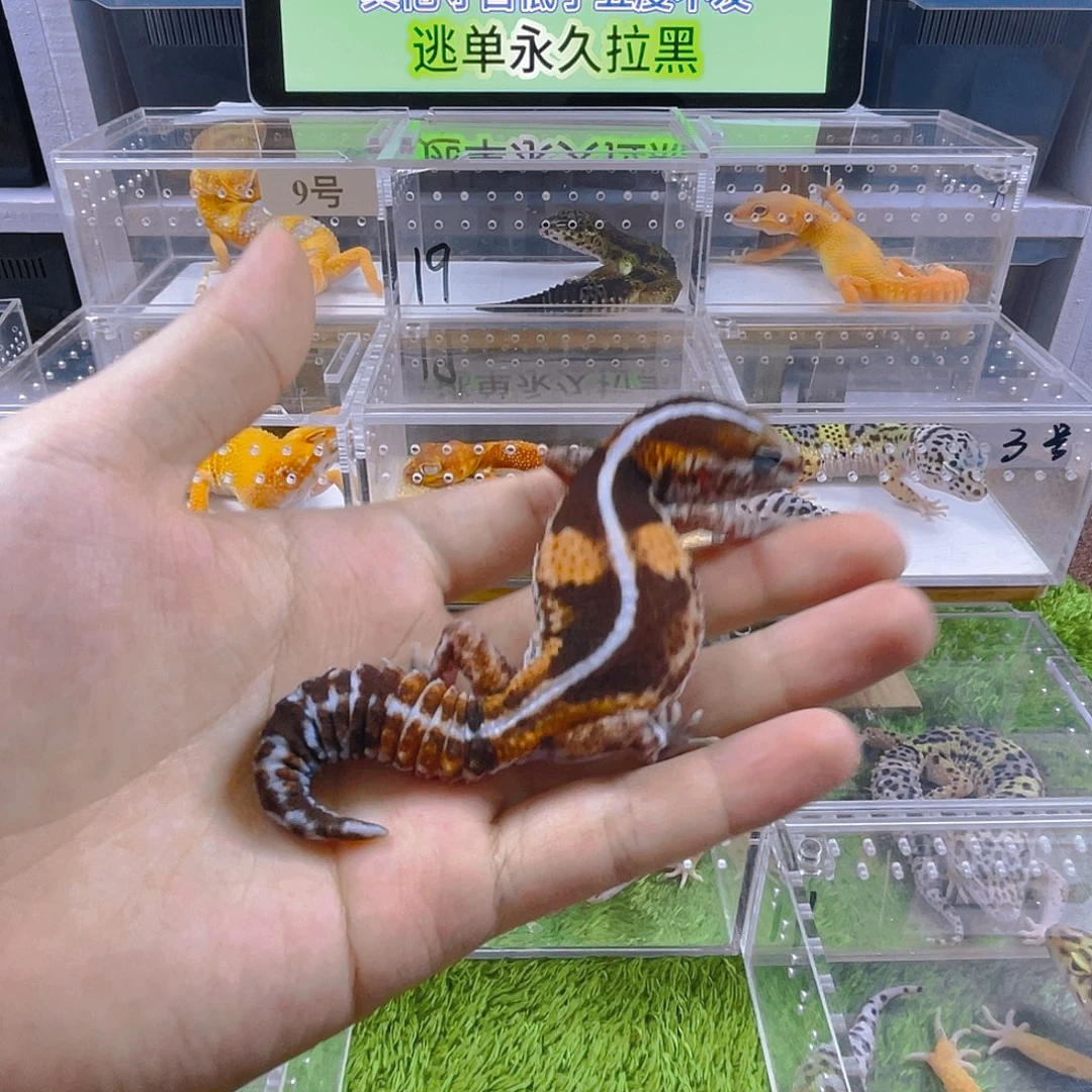 豹纹守宫守宫好看迷人气质可爱