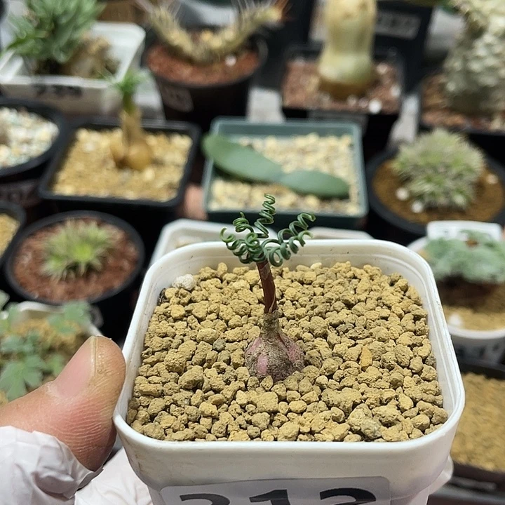 312GL蚊香弹簧草块根
