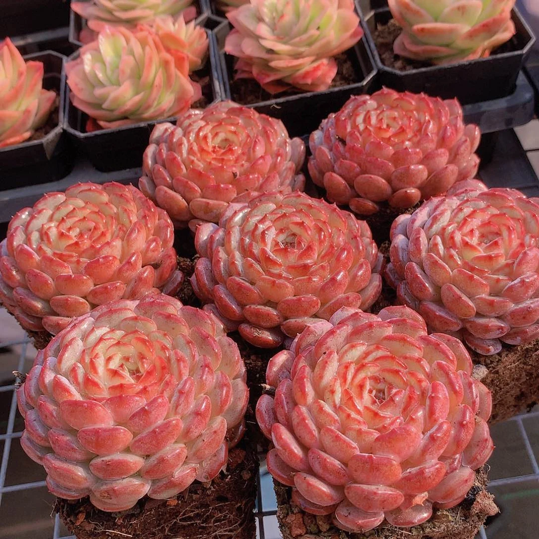 白胖子3456889000000