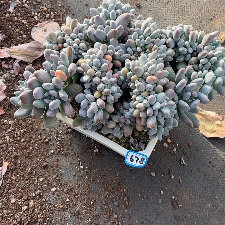 679美人缀化 一物一拍多肉
