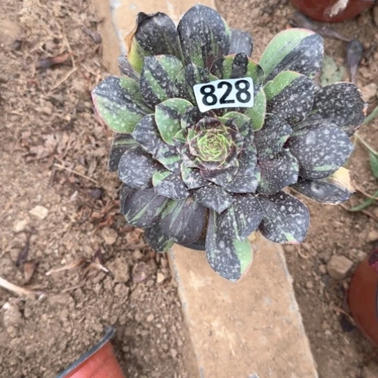 微***贝无花朵单青828号不包断枝