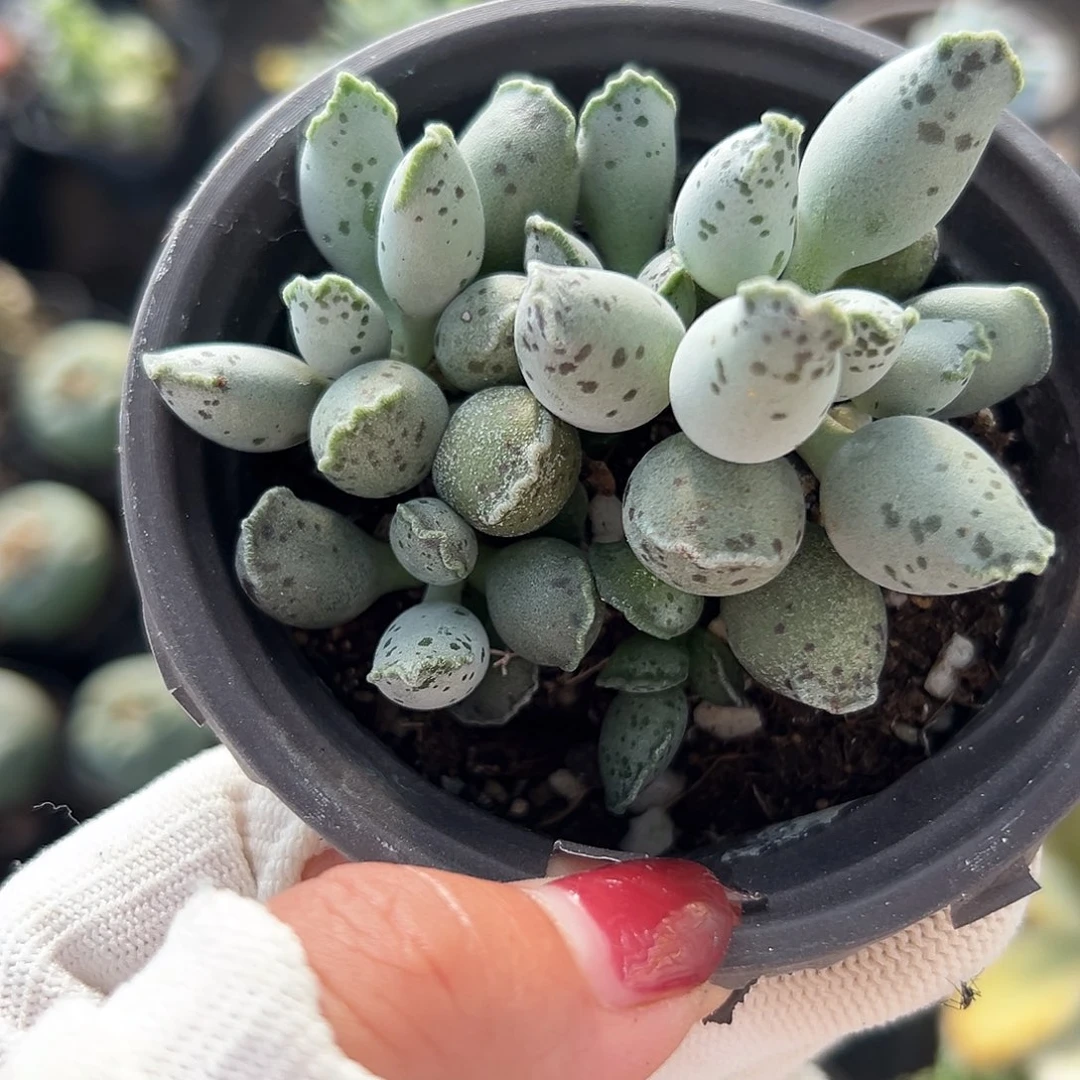 多肉植物多肉植物