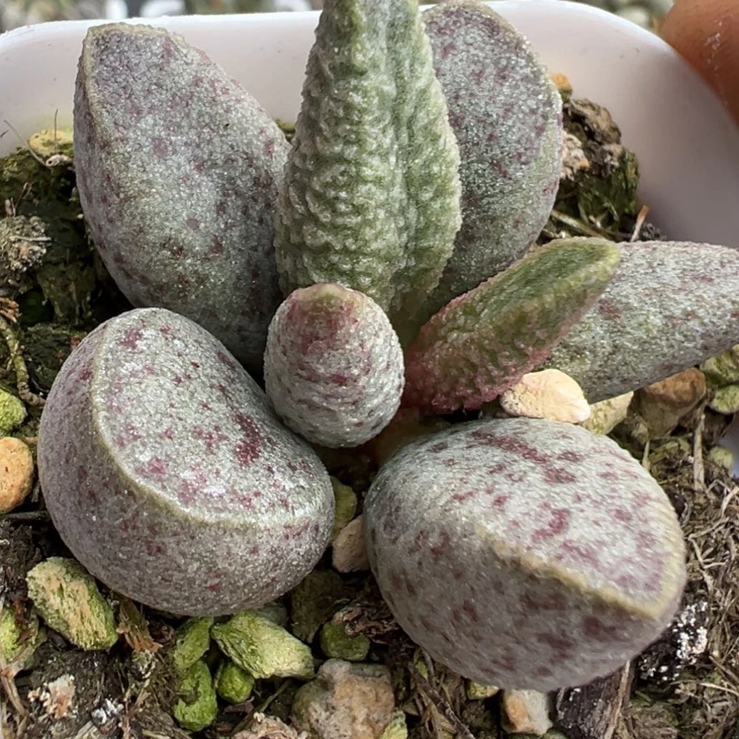 斑点款玉米棒子新品