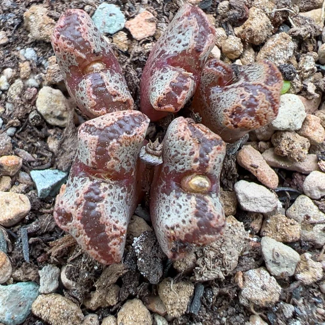 10.18好看的多肉脱土发货775