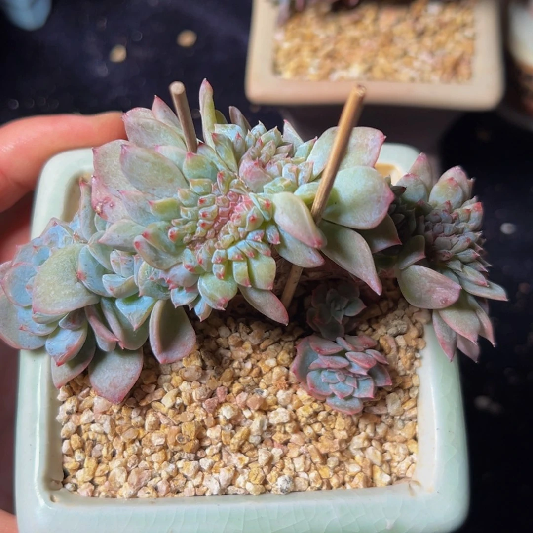 新年快乐 新年快乐