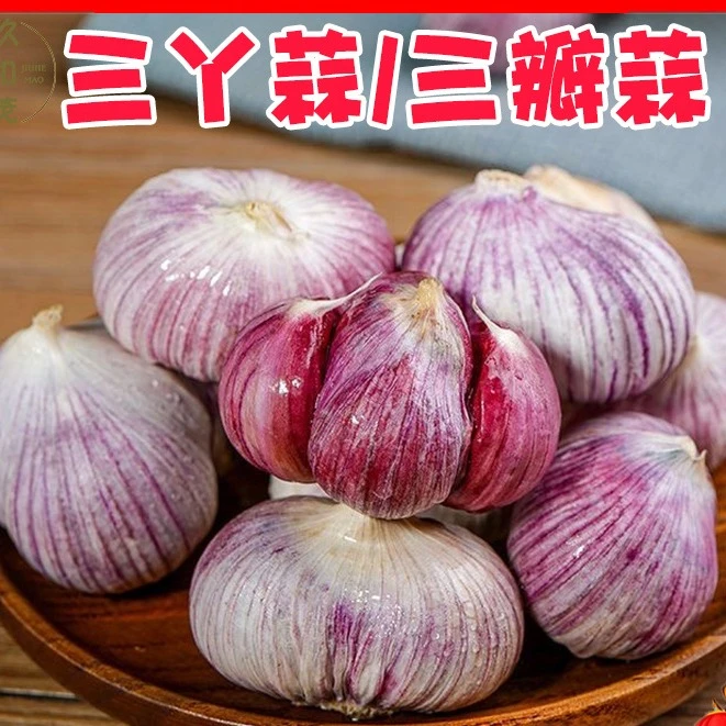 紫皮三丫蒜露天培育自然成熟三瓣厚实无残瓣人工挑选现发蒜香浓郁