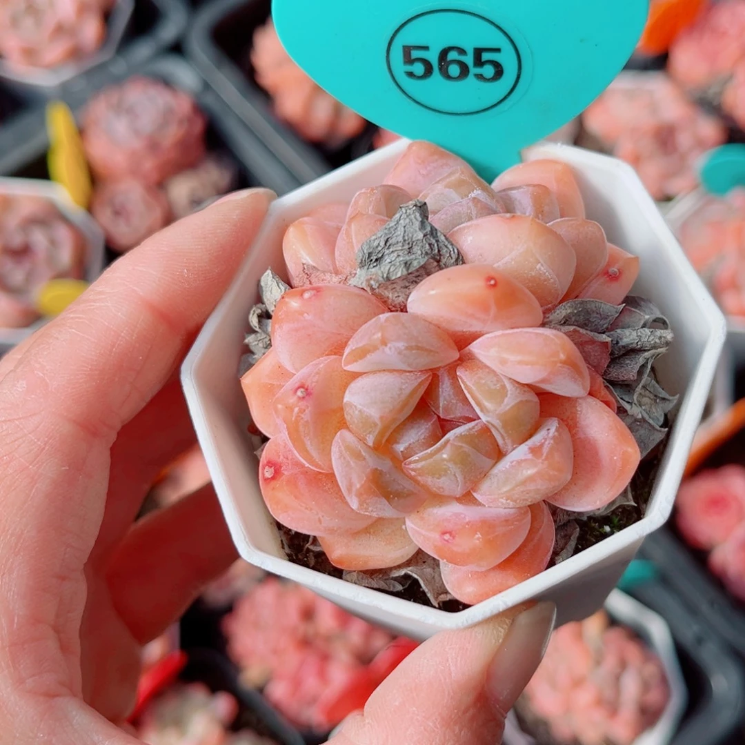 565号小老桩糖心双头