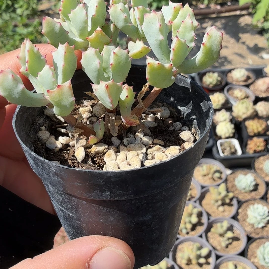 五公分琴爪菊，满20包邮