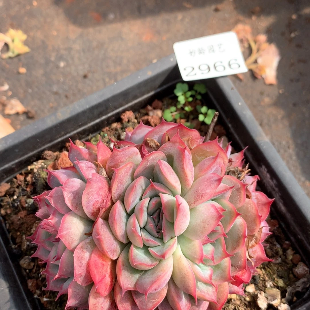 2966杂交多肉植物
