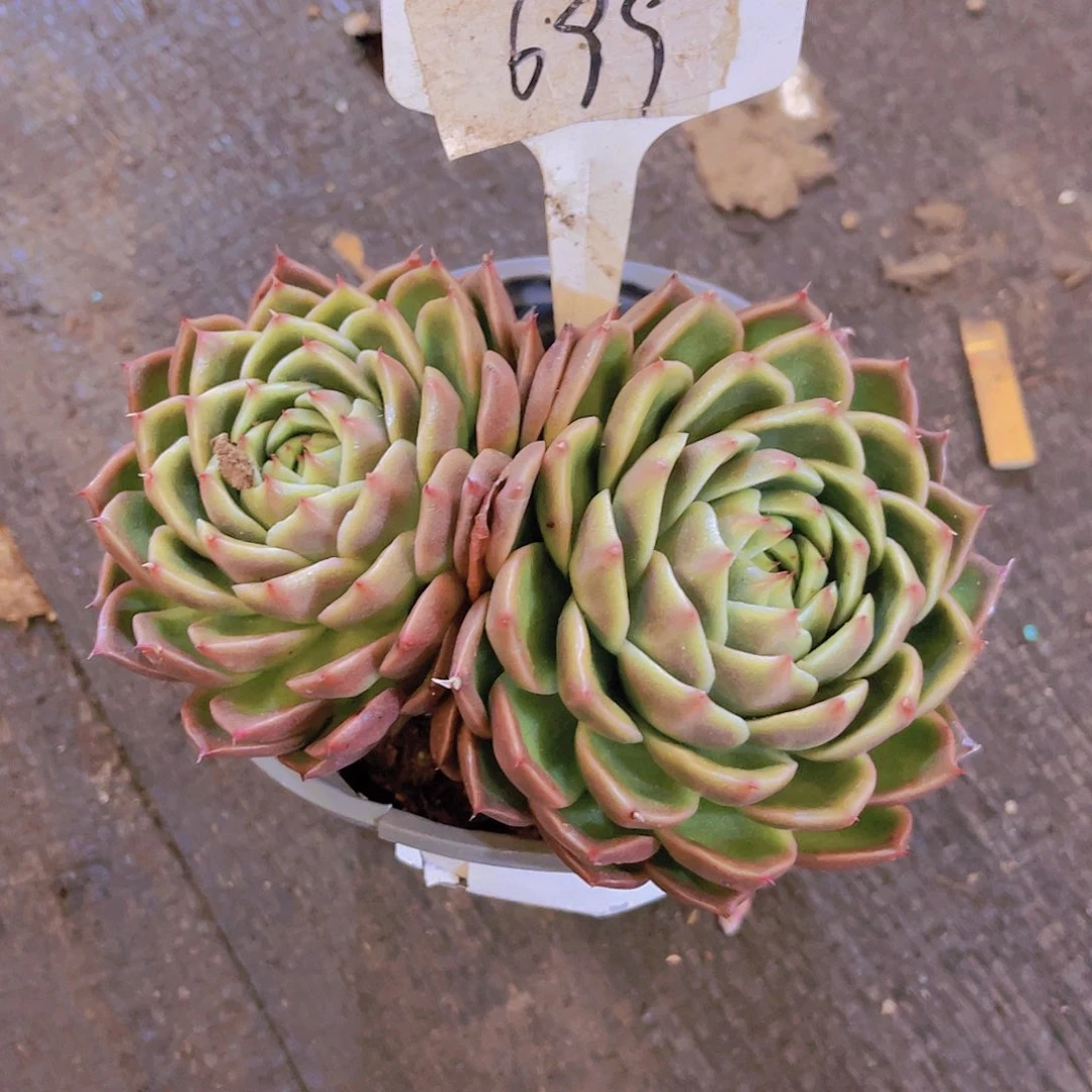 体***室0000000000000699