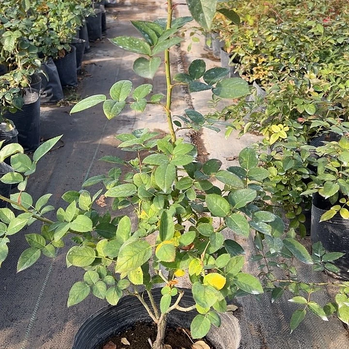 当前无花栽培后可以开花