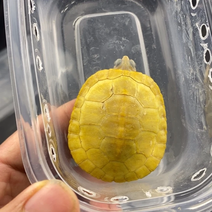 巴西彩龟母666666