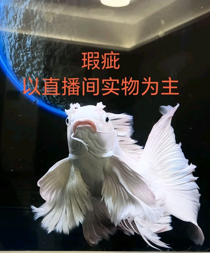 【蝴蝶鲤瑕疵】瑕疵链接