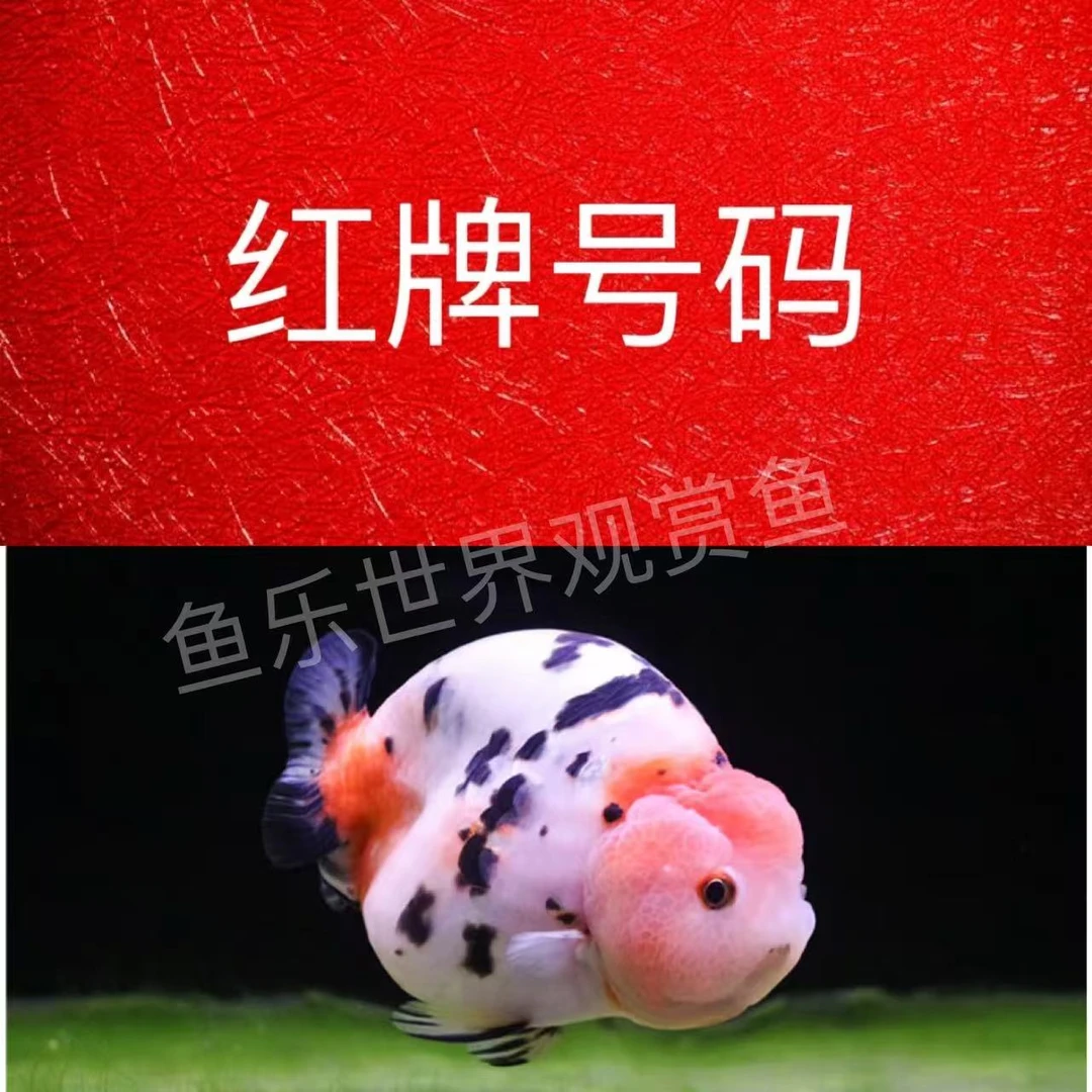 冷水金鱼观赏鱼对号发货看好下单冷水鱼兰寿泰狮