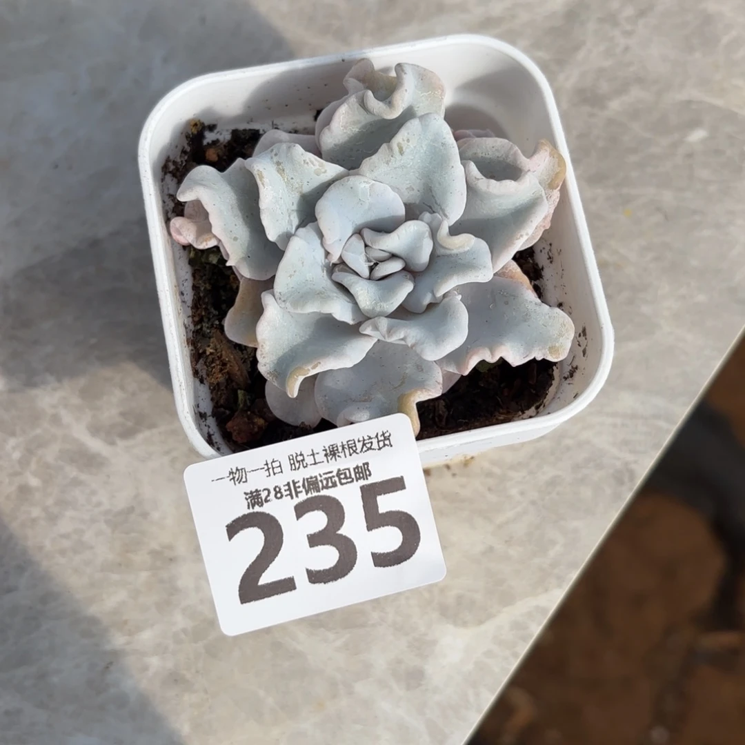 芭蕾舞者无盆土发货