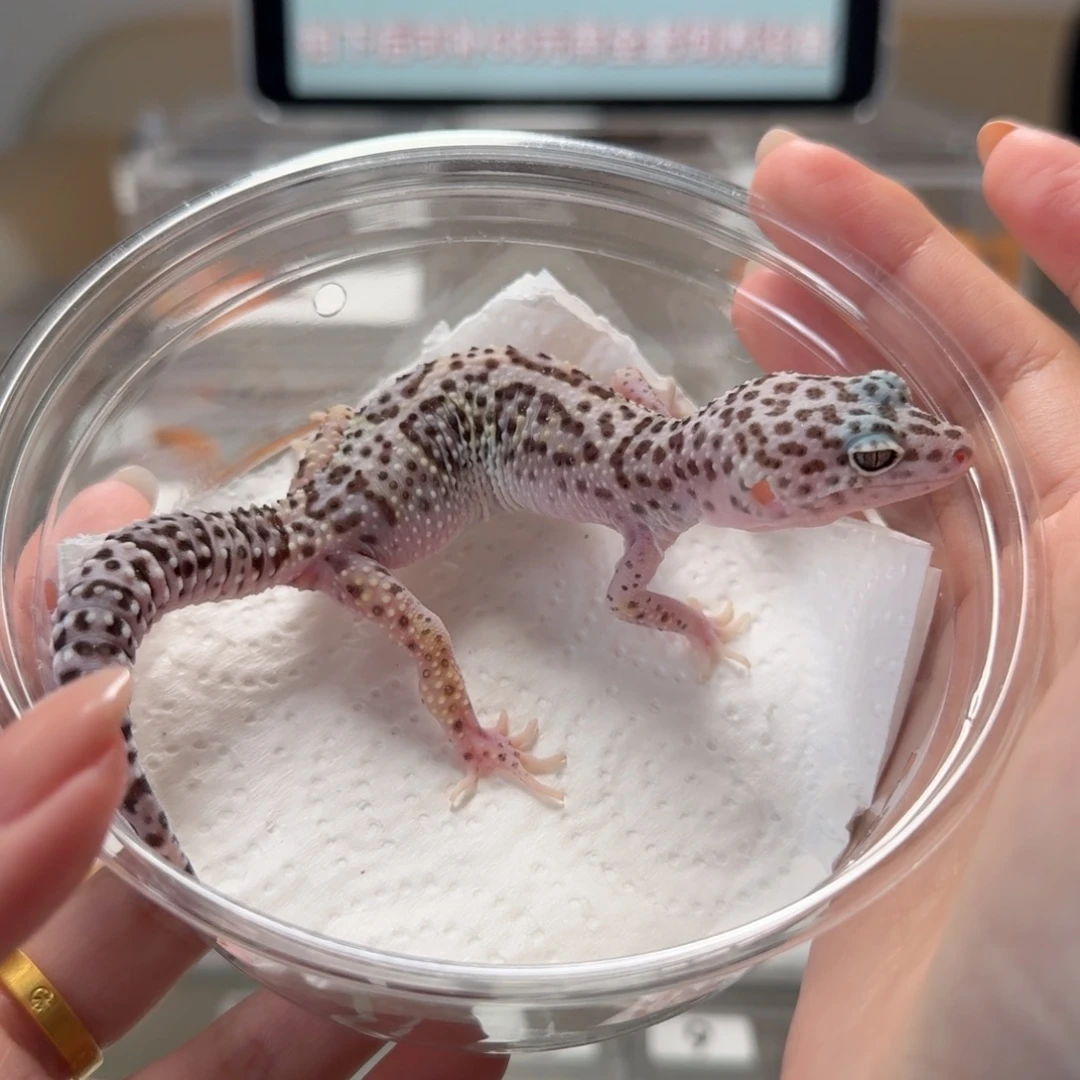 豹纹守宫雪花妹妹