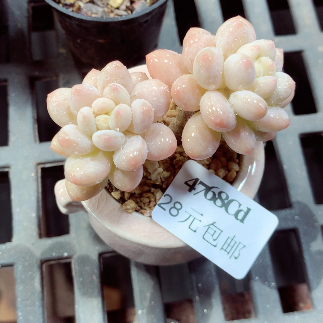 5厘米盆精控多肉4768